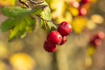 Hawthorn with red berry on the branch, warm sunny light, shallow depth of the field