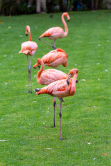 Group of five flamingos Phoenicopterus in captivity