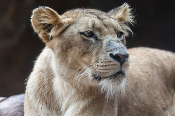 close-up of lioness Panthera leo melanochaita in captivity