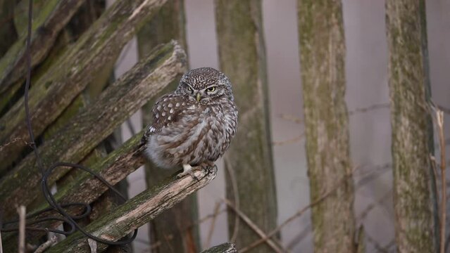 Little owl ( Athene noctua ) close up	