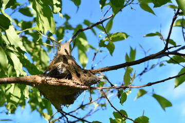 Close view of a caterpillar nest in an apple tree in the summer