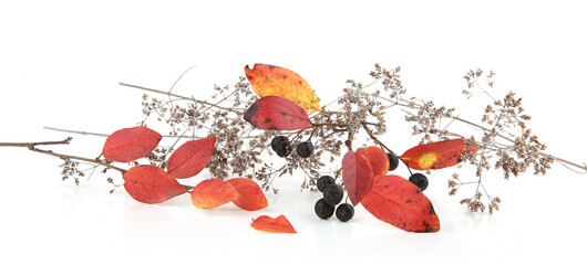 Autumn leaves and dry wild grasses or herbs isolated on white background. Border of autumn plants.