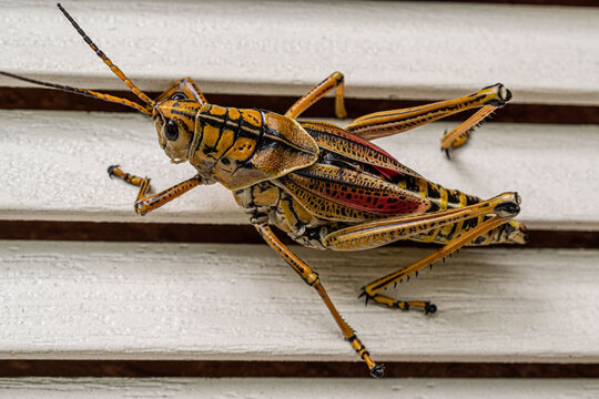 Eastern Lubber Grasshopper