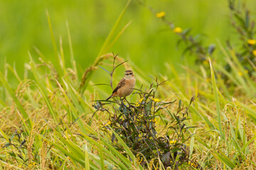 Obraz premium 雑草の生えてしまった田んぼとノビタキ