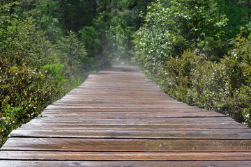 Wooden boardwalk accross wetland. Wood board walkway accross marshland after rain. Water vapor just after heavy rain.