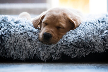 Labrador puppy sleeping in dog bed