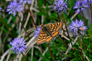 Marsh fritillary (Euphydryas aurinia) on sheep's-bit (Jasione montana) // Skabiosen-Scheckenfalter an Berg-Sandglöckchen 