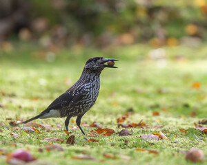 Spotted nutcracker (Nucifraga caryocatactes) a brown bird with white spots, sitting on a branch looking for nuts in autumn. Close up photography, blurred background, place for text, copy space.