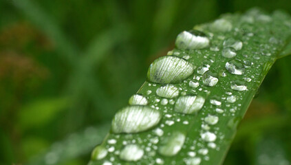 Macrophotography of dew drops on green grass in a field. Morning freshness in the forest.