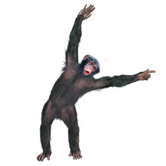 chimpanzé, attitude, mouvement, gesticule, singe, expression, mammifère, jardin zoologique, illustration, animal, fourrure, bonobo, nature, sauvage, faune, drôle, 
