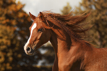 Fototapeta na wymiar Chestnut arabian horse portrait