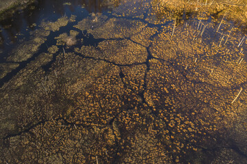 Drone view of flooded forest slowly turning to swampland