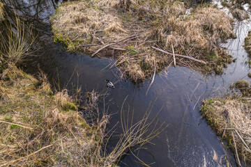 Fototapeta na wymiar Drone view of lone swimming duck in swampland
