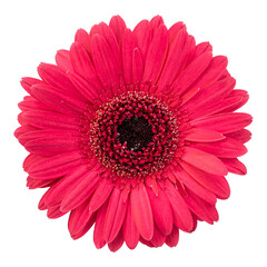 Red gerbera flower isolated on transparent background
