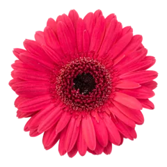 Raamstickers Red gerbera flower isolated on transparent background © floralpro