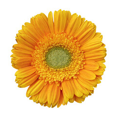 Yellow gerbera flower isolated on transparent background