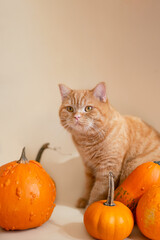 Closeup photography of ginger kitten in orange pumpkins.Vertical orientation.