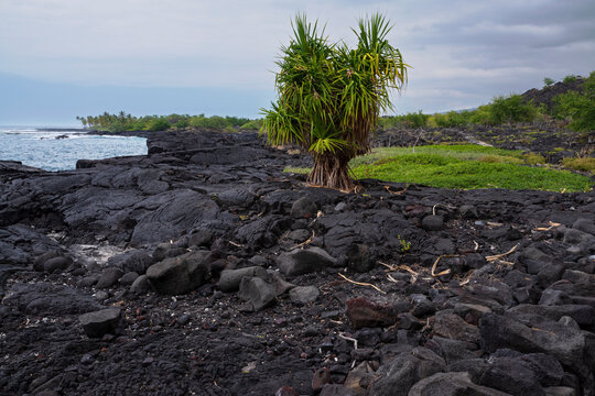 black lava rock and coastline at alahaka bay along ala kahakai national historic trail south kona hawaii