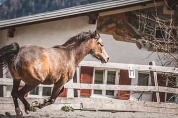 Pferd / Koppel