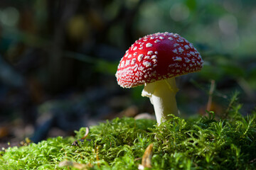 fly agaric