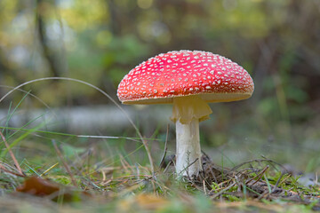 fly agaric