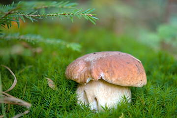 mushroom season