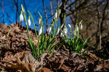Möbelaufkleber Frühling im Münsterland © pronschee