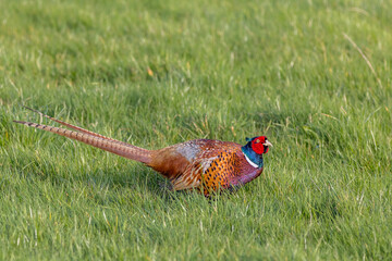Pheasant (Phasianus colchicus)