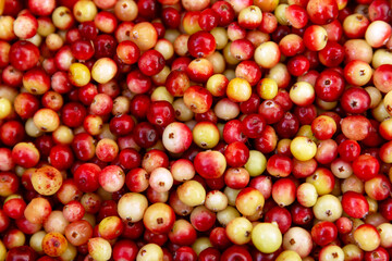Cranberries. Red and orange background of ripe juicy autumn berries.