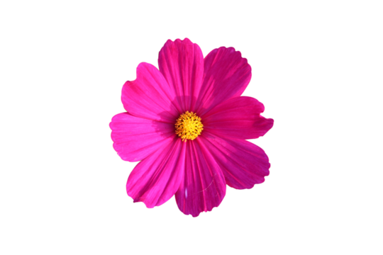 Bright pink cosmos flowers isolated on white background white clipping path.