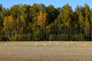 white swans in a sunny forest in a mowed meadow with colorful trees in autumn