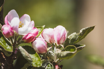 Obraz premium Apfelbaum | Blüte