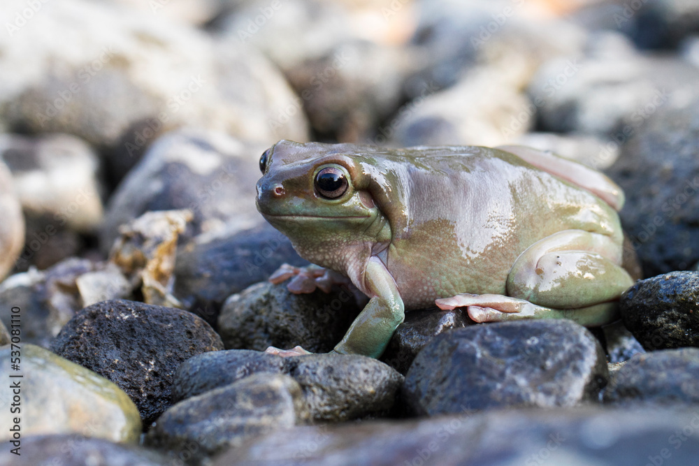 Wall mural dumpy tree frog or white's tree frog on the wildlife