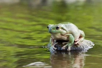 Gordijnen dumpy tree frog or White's tree frog on the wildlife © dwi