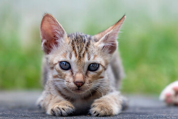 Closeup of an adorable Tabby kitten looking directly at the camera