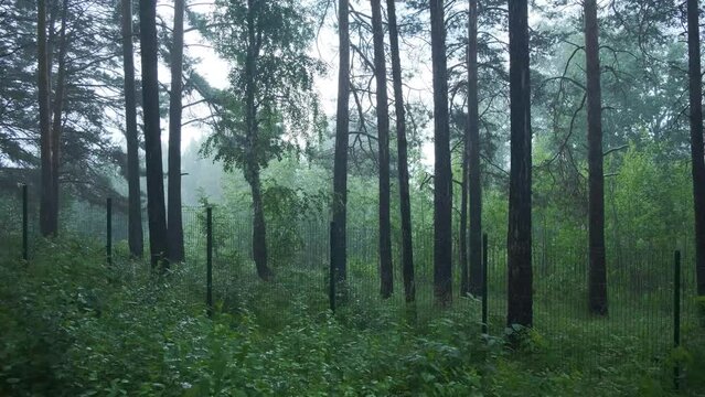 It's raining on the border in the forest