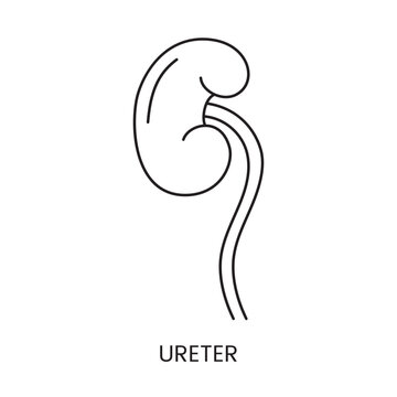 Human ureter icon line in vector, illustration of the internal organ of the urinary system.