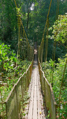 Vertical photo of a wooden bridge in a tropical jungle, Malaysia