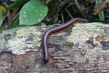 Close-up of American giant millipede slithering outdoors on a wood