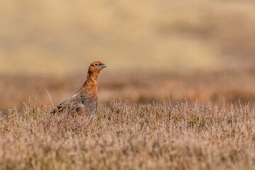 Red grouse (Lagopus lagopus)