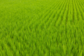 Fresh paddy rice field meadow