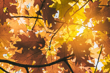 Colored oak and maple leaves. Autumn in the forest