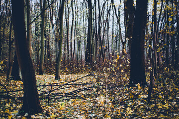 autumn, leaves, forest, tree, raining, park, nature, old, dark, orange