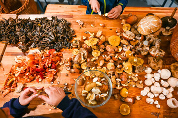 People classify and sort mushrooms. A table full of mushrooms. Boletus, champignon, parasol.