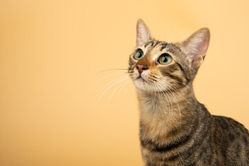A domestic, beautiful cat looking up and left. Figure of a cat on an isolated background of orange color.