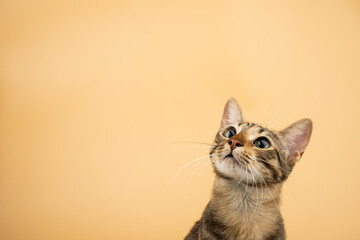 A domestic cat looking up. Figure of a cat on an isolated background of orange color.