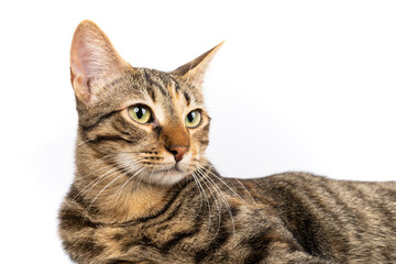 A domestic cat is relaxing as she is looking right. Figure of a cat on an isolated background of white color.