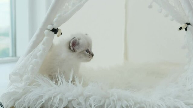 Fluffy ragdoll kitten sitting on white fur and looking around. Cute kitty cat resting at home