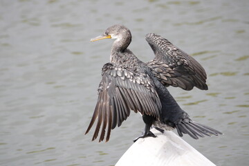 Cormorant bird near lake. Photograph for study of cormorant bird behavior. Black bird near lake fishing. Bird watching near lake.. Wall mounting of black bird.