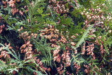 Autumn thuja branch with leaves and seeds background